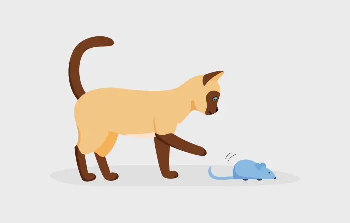 Look what the cat dragged in idiom